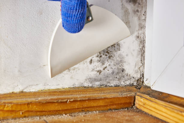 Best Mold Remediation for Healthcare Facilities  in Charlestown, IN