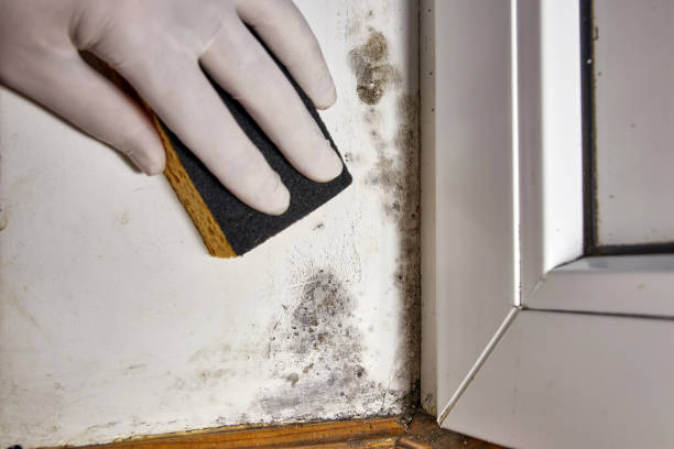 Trusted Charlestown, IN Mold Removal Experts
